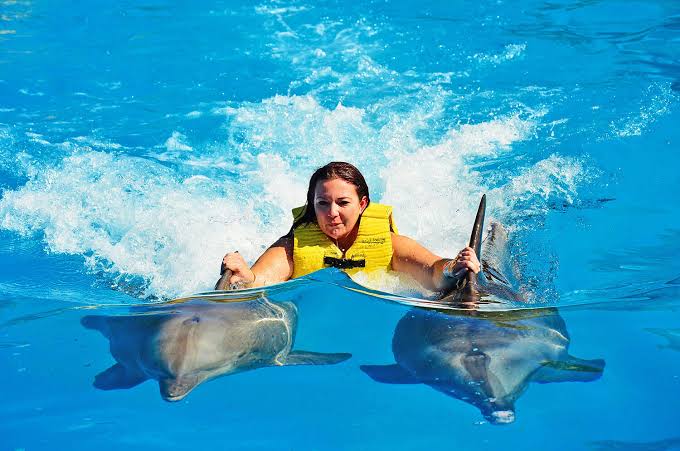 Плавание с дельфинами, Swim With Dolphins In Sharm El Sheikh