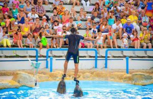 Delfinarium w Szarm el-Szejk, Dolphinarium In Sharm El Shikih