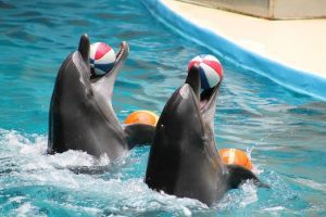 Dolphin Show in Hurghada