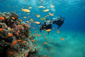 Дайвинг в заповеднике Рас-Мохаммед, Nurkowanie na Ras Mohammed, Diving