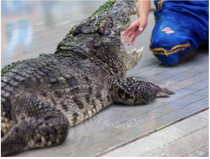 a crocodile lying on the ground, Шоу крокодилов и змей